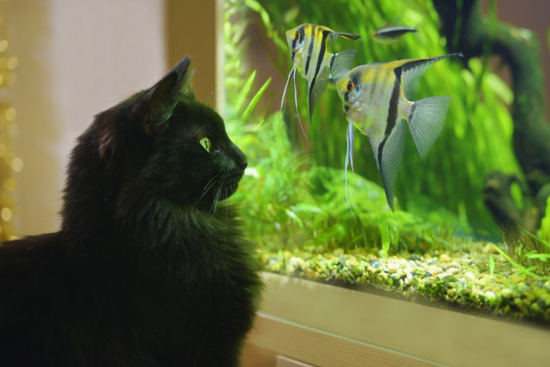 black cat looking at the aquarium fish
