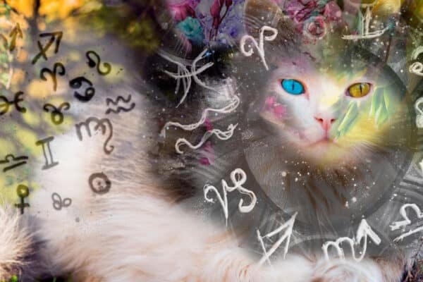 cat and zodiac sign