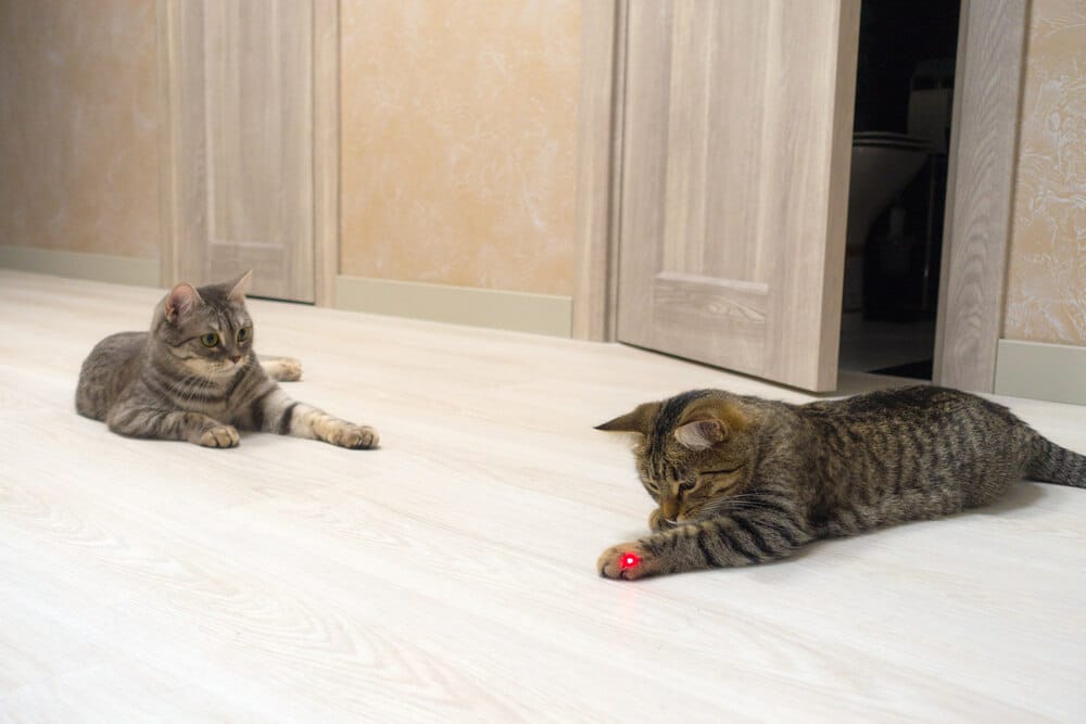 Two cats are lying on the floor. Gray cats are playing with a laser pointer.