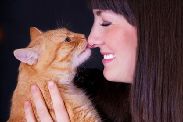 An orange tabby cat licking a human on the nose.