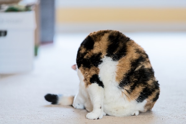 A calico cat butt or bum a calico cat licking her butt.