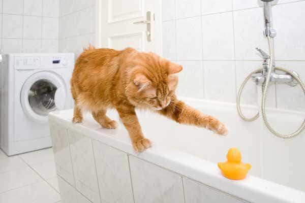 A cat taking a bath with a rubber ducky.