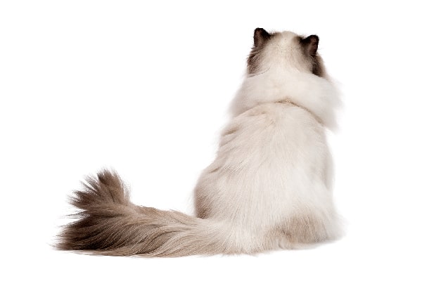 A fluffy cat from behind.