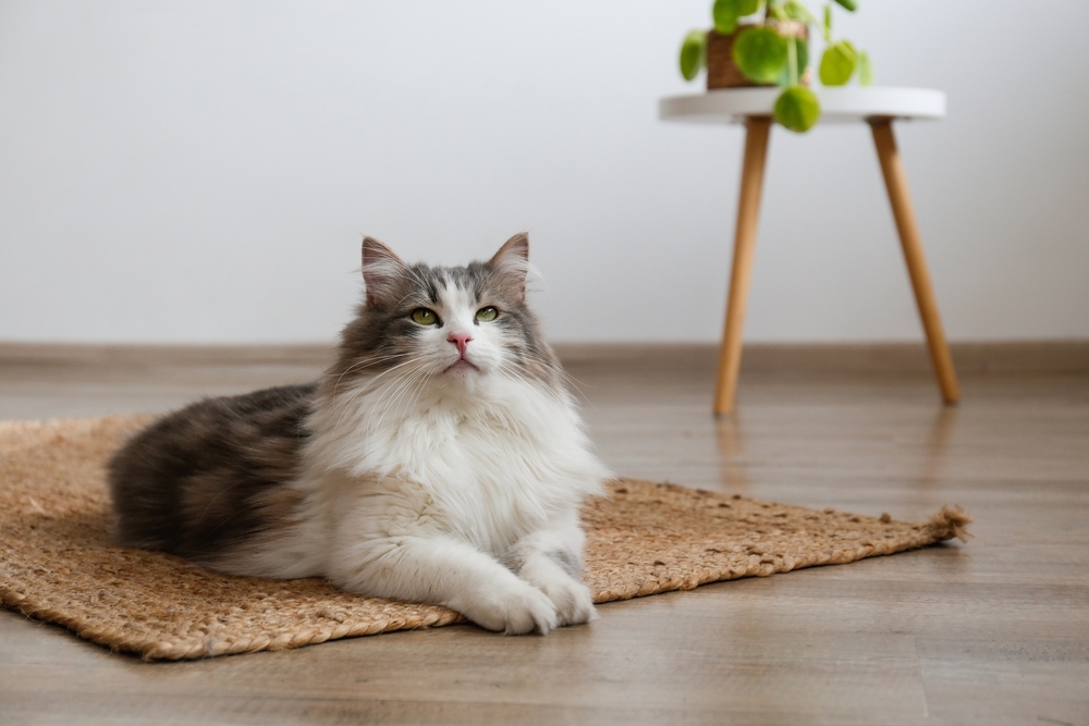 Fluffy Siberian cat lying on jute wicker rug in living room