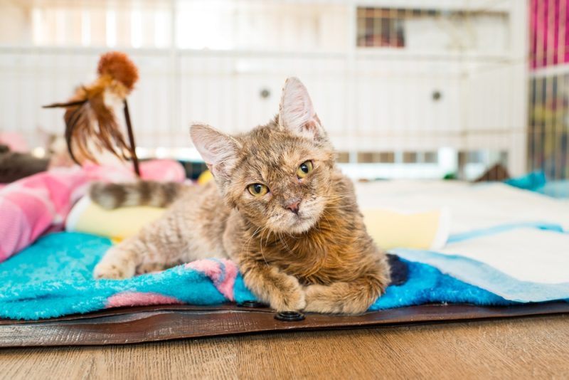 Kitten with cerebellar hypoplasia lying on towels with feather wand