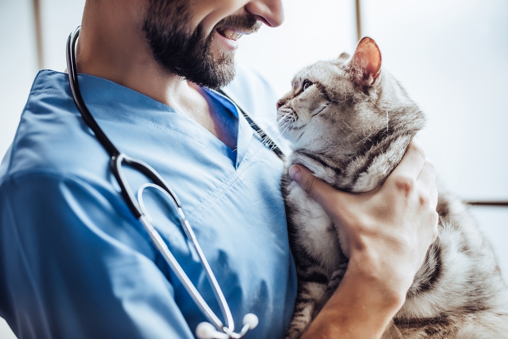 male veterinarian with stethoscope holding striped cat