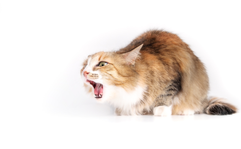 Cat choking or gagging from having an object stuck back of the mouth