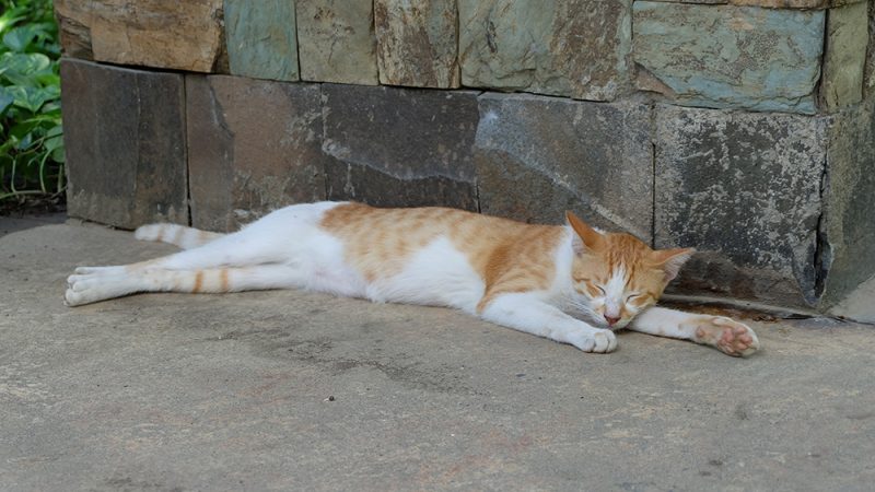 cat lying on the ground