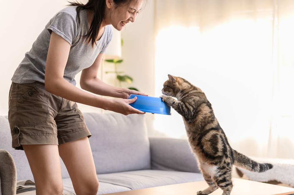 woman giving food to her cute domestic cat at home