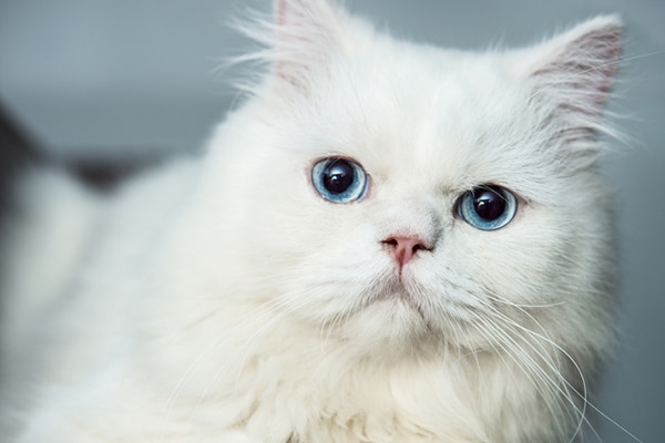 An albino cat.