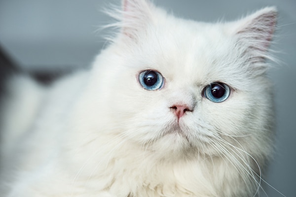 white cat and blue eyes