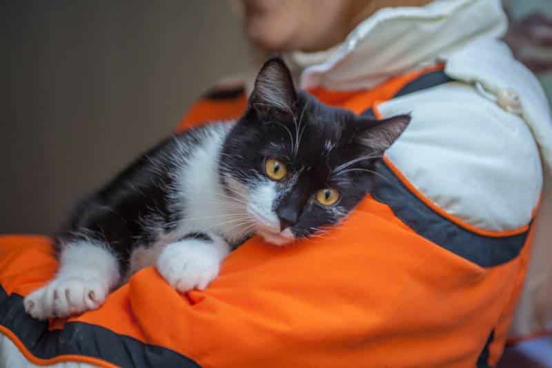 Stray cat in a shelter