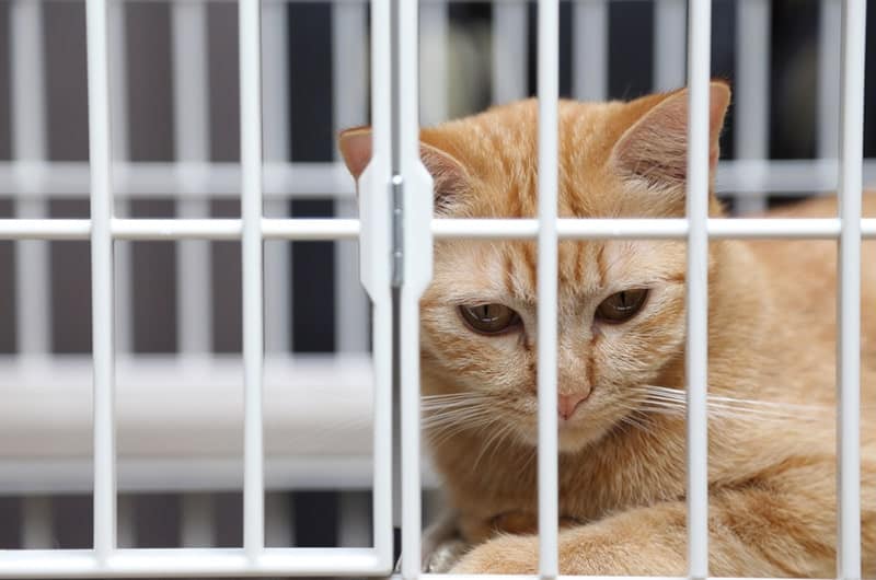 orange cat in the shelter