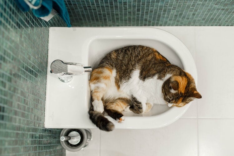 cat sleeping in sink