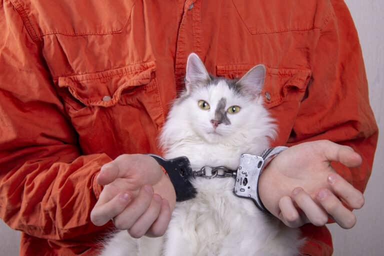 In the Jail Cats Program, Prisoners Socialize Shelter Kittens Catster