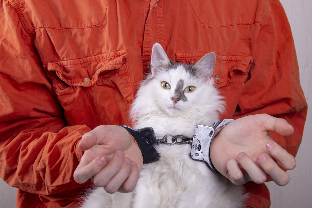 woman prisoner with cat