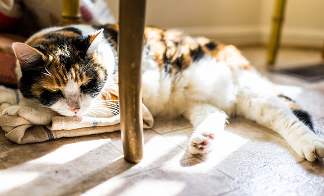 A shy calico cat hiding under a table.