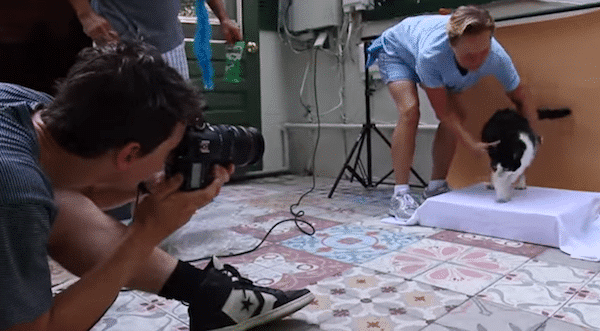 Photographer of the Famous Hemingway Cats