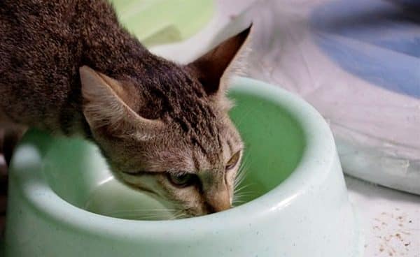 cat-green-water-shutterstock-bowl