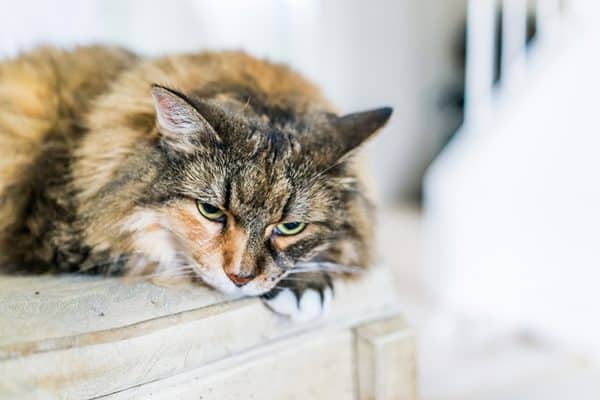 An older cat lying down and resting. Photography ©krblokhin | Thinkstock.