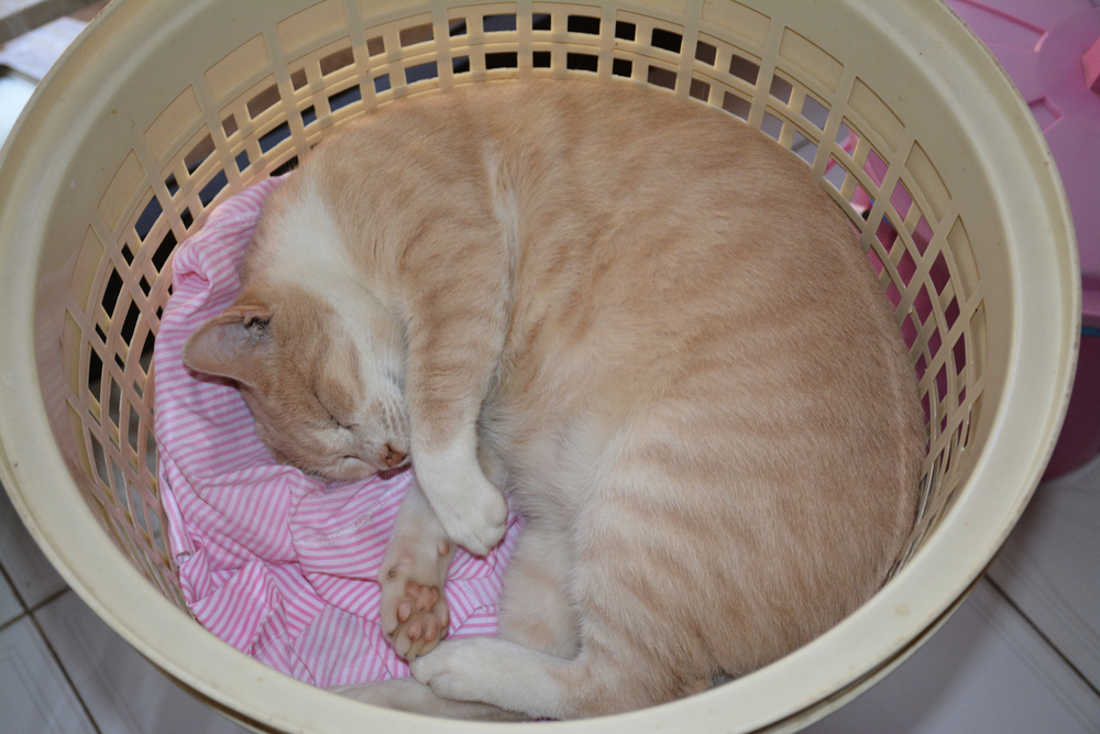 Cute kitten sleeping in laundry basket
