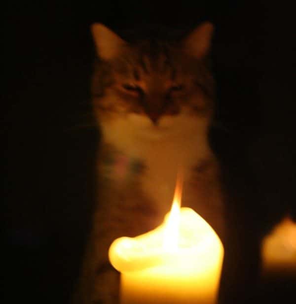 Did My Cat Witness My Mom’s OutofBody Experience? Catster