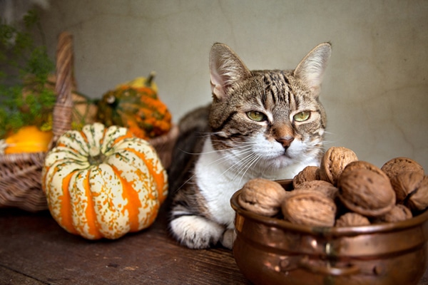 A cat with fall Thanksgiving decor, gourds.