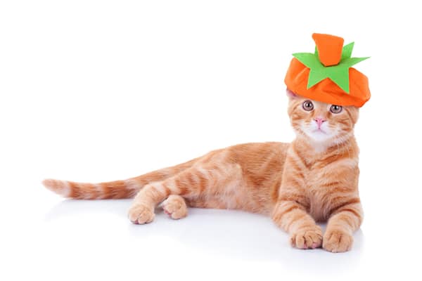 An orange cat with a pumpkin hat costume.