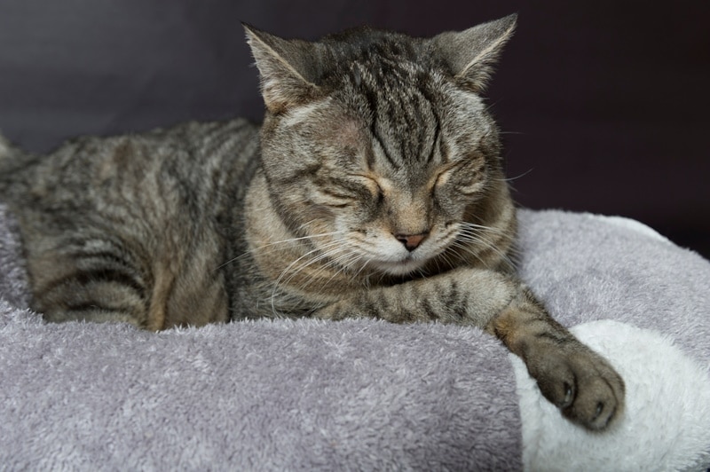 Old tabby cat sitting on the sofa