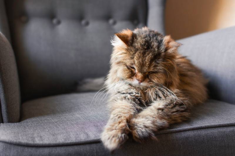 Closeup of an old adult long haired tabby cat sleeping on a grey armchair