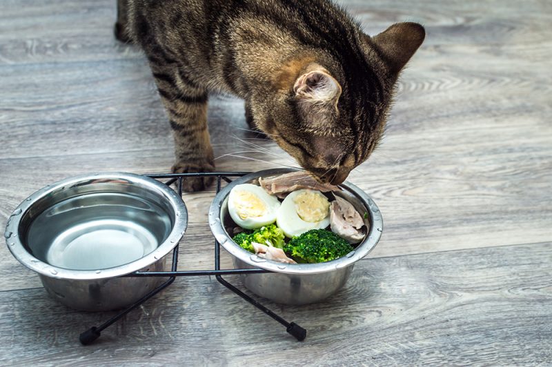 tabby cat eating fresh food