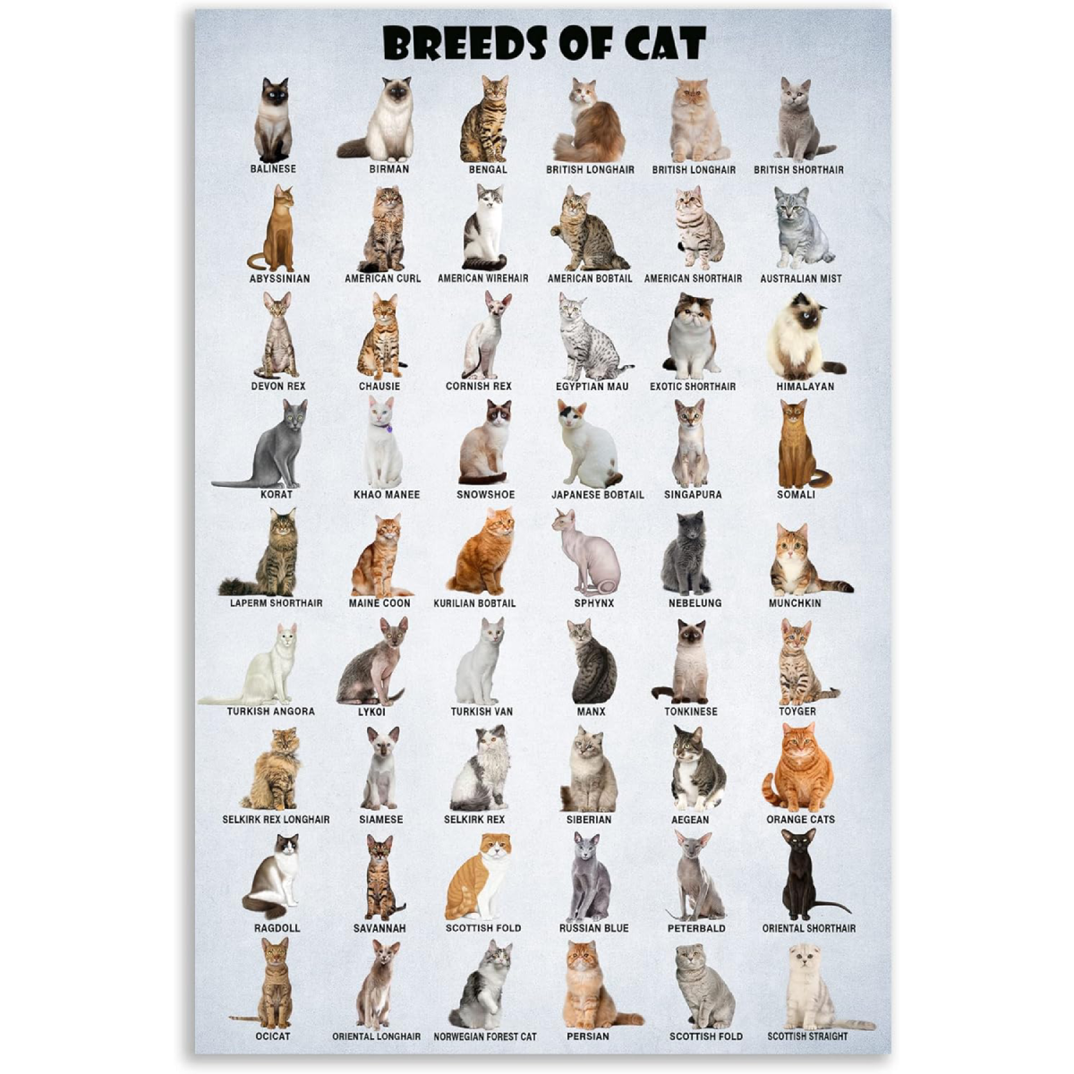 Cat poster breeds