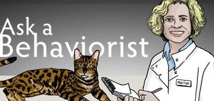 how to make an outdoor cat into an indoor cat