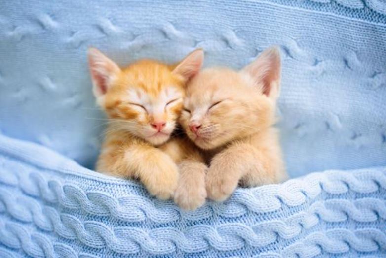 Kittens sleeping poster