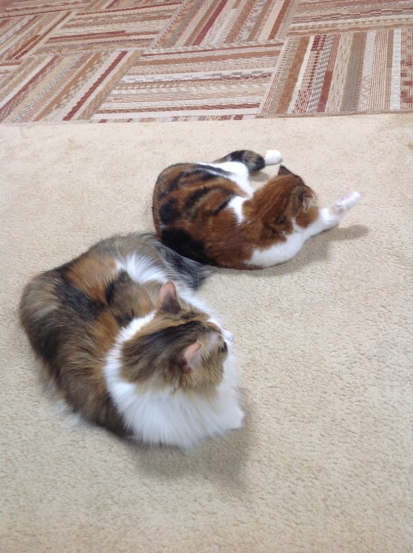 Miyu and Rudy are bored with you.