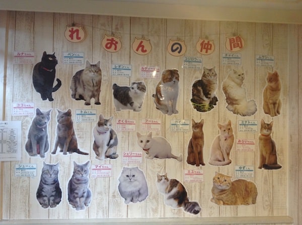 Cat Wall at Leon
