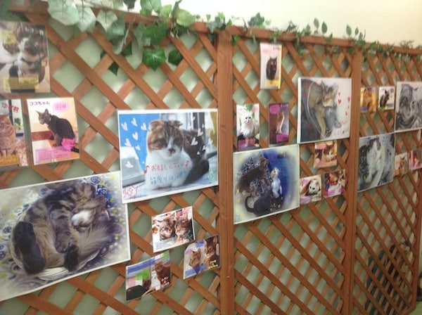 Neko Cafe Leon