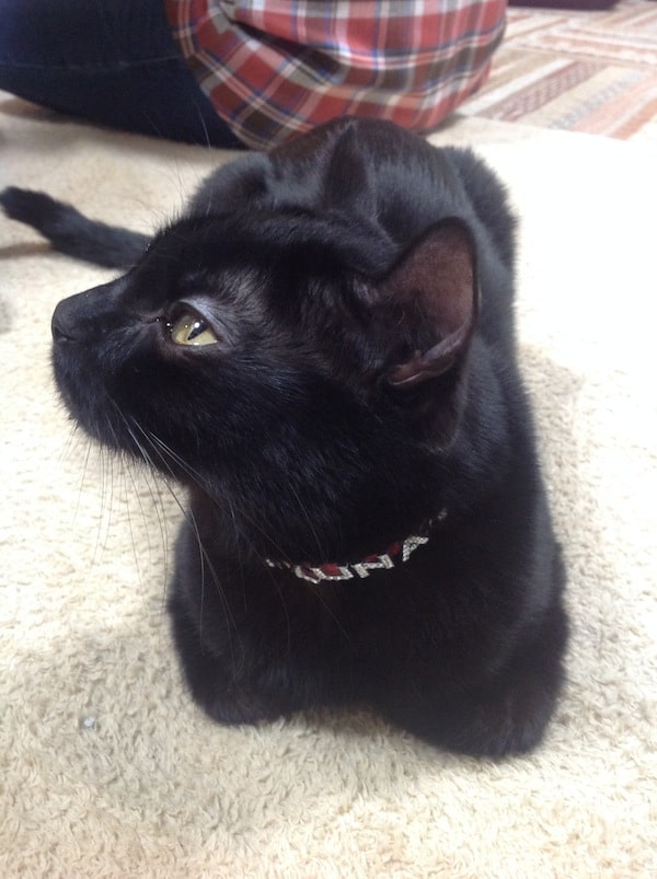 Luna