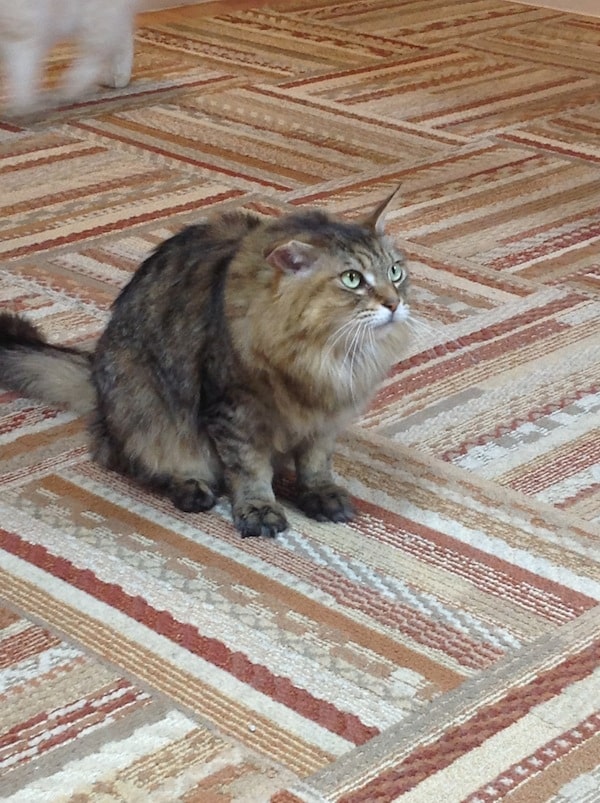 A preview of cats to come.