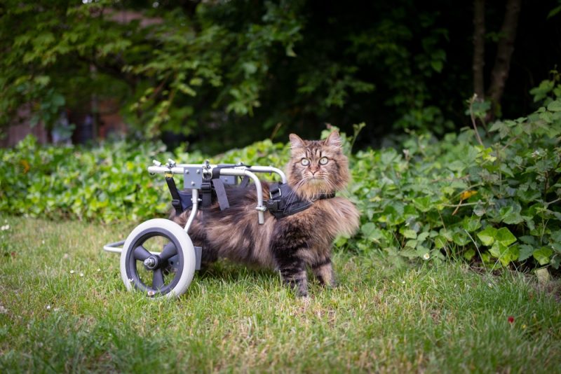 tabby longhair cat standing outdoors in the garden with walking aid or wheelchair