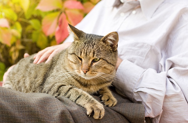Palliative Care for Cats 