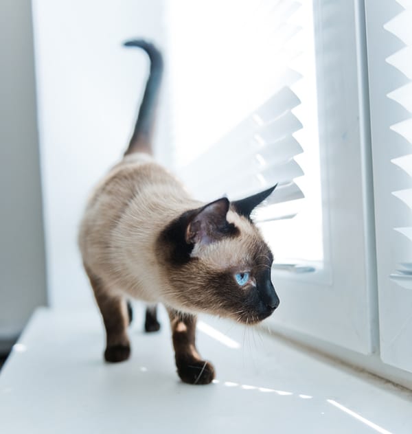 What Makes Cats Chatter Catster What Makes Cats Chatter Catster