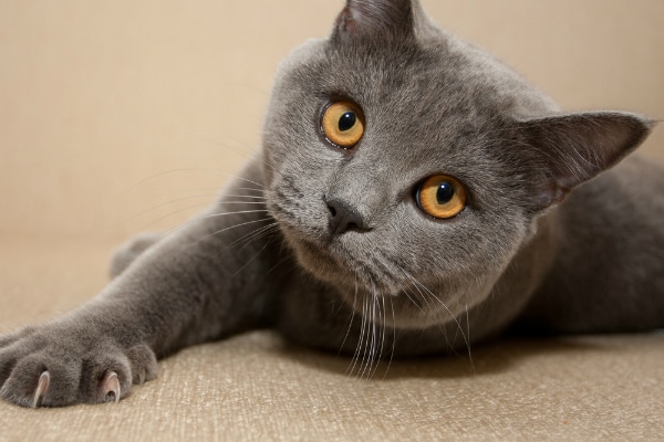 Save Space in Style With These Wall-Mounted Cat Scratchers ...