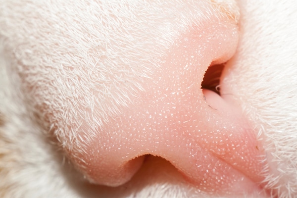 A closeup of a pink cat nose. 