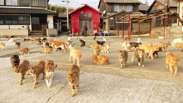 Aoshima, the cat island