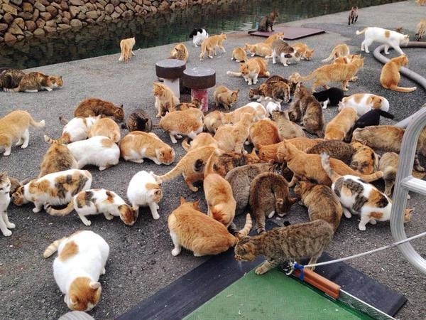 Everything you've always wanted to know about “cat island” Aoshima (2023  update) - Traveling Cats