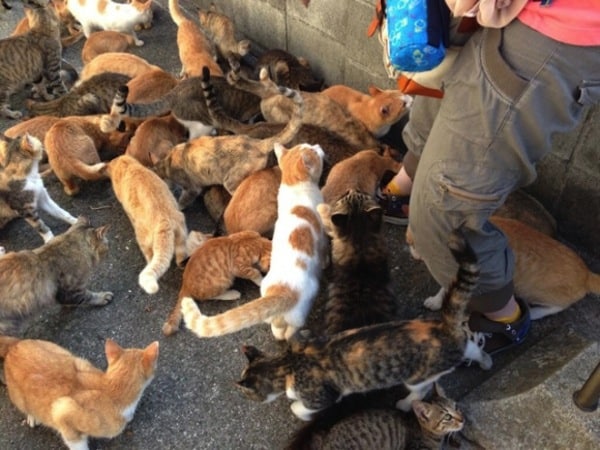 Cat lover? Try a trip to Aoshima Island, Ozu Japan