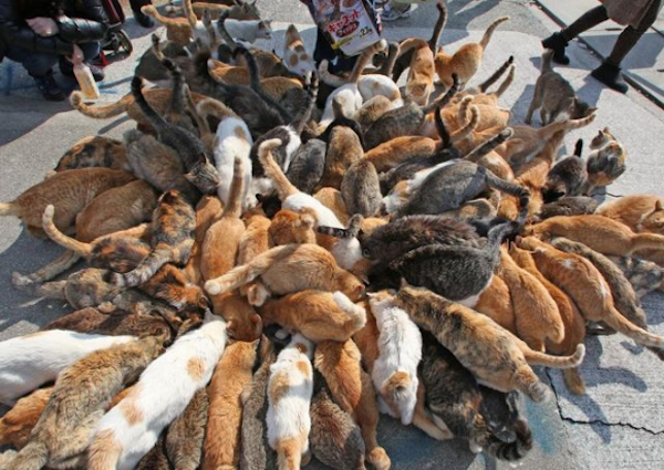 Cat Travel: Aoshima - Japanese Cat Island - Katzenworld