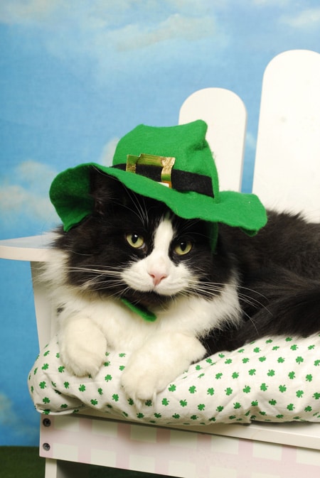 st patrick day limericks for elementary
