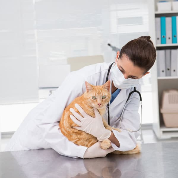 What Causes Epileptic Seizures in Cats? Catster